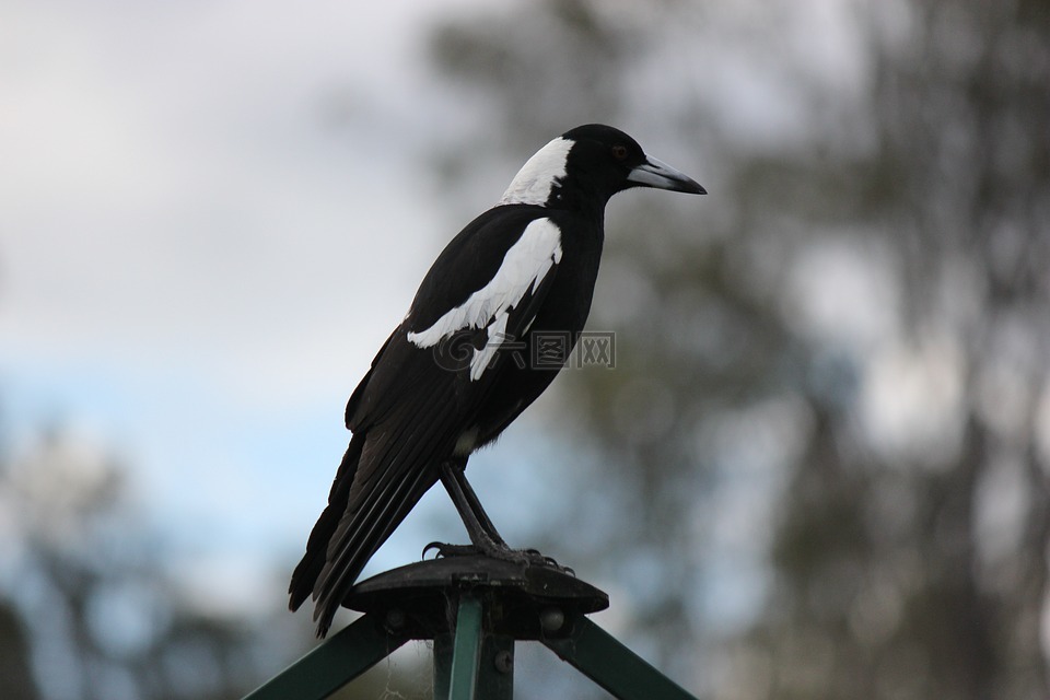 鸟,澳大利亚喜鹊,本机