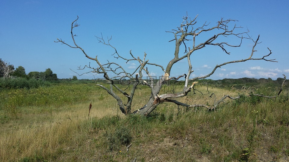 duigebied,死树,开阔的平原与树