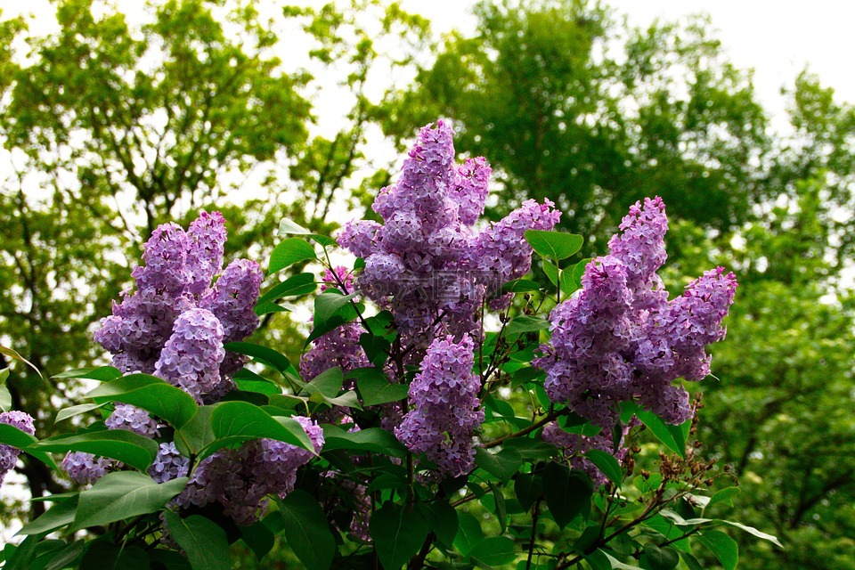 紫丁香,开花,花