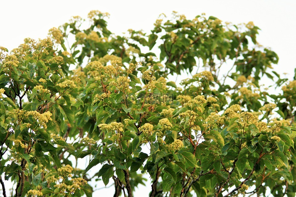 野花,花,日本葡萄干树