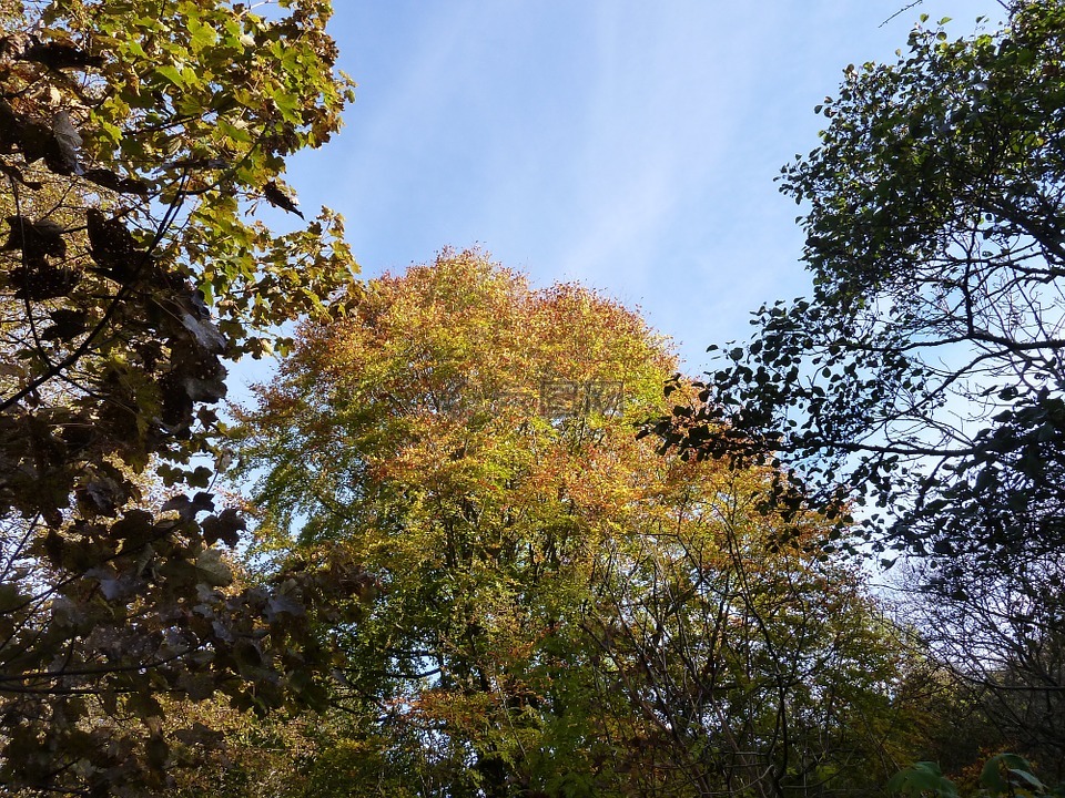 树的顶端,秋,树