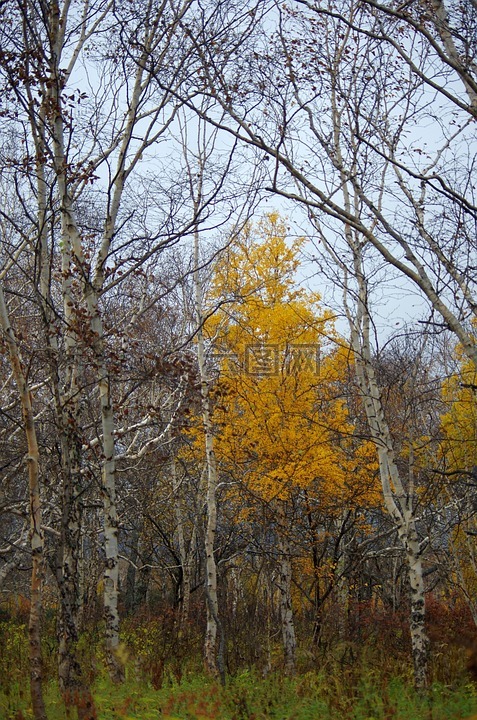 深秋,森林,光秃秃的树木