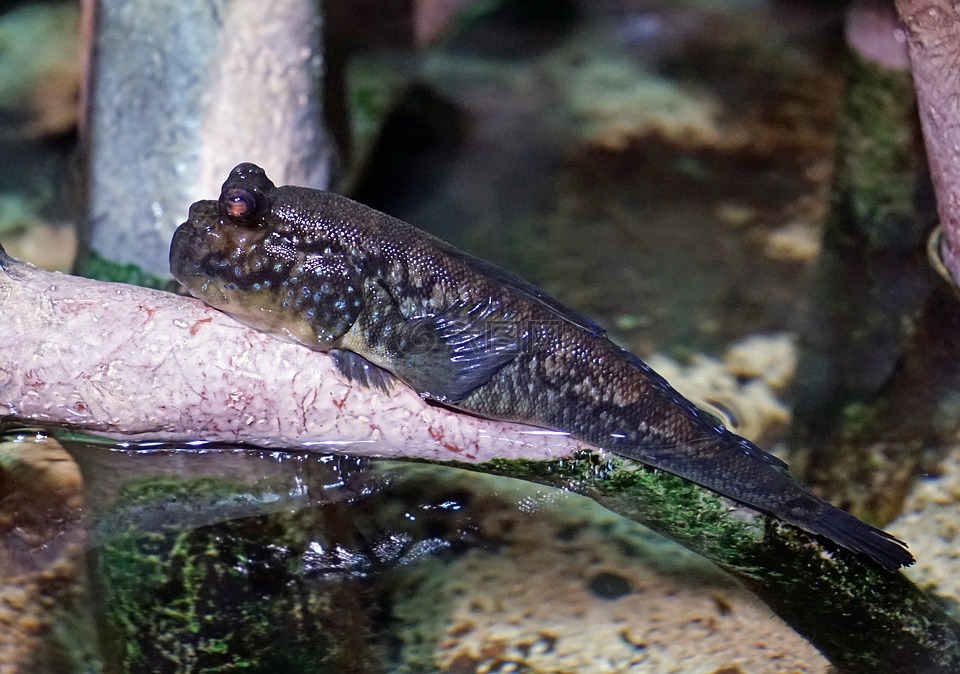 蠑螈兩棲類動物水生動物