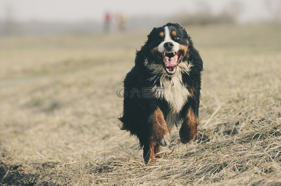 bernese 山狗,伯纳千年,瑞士