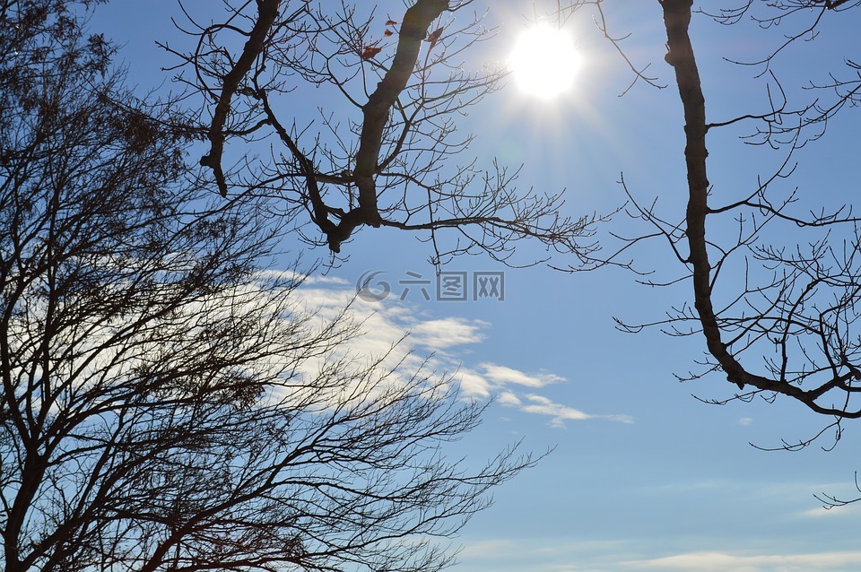 天空,太陽,樹