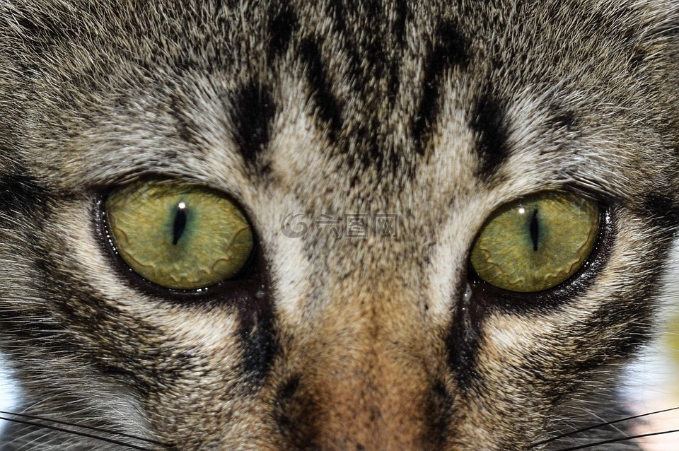 眼睛,猫,猫的眼睛