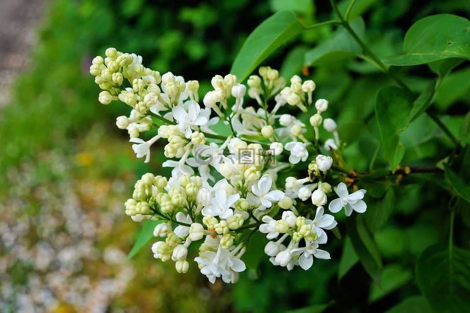 紫丁香,鲜花,开花