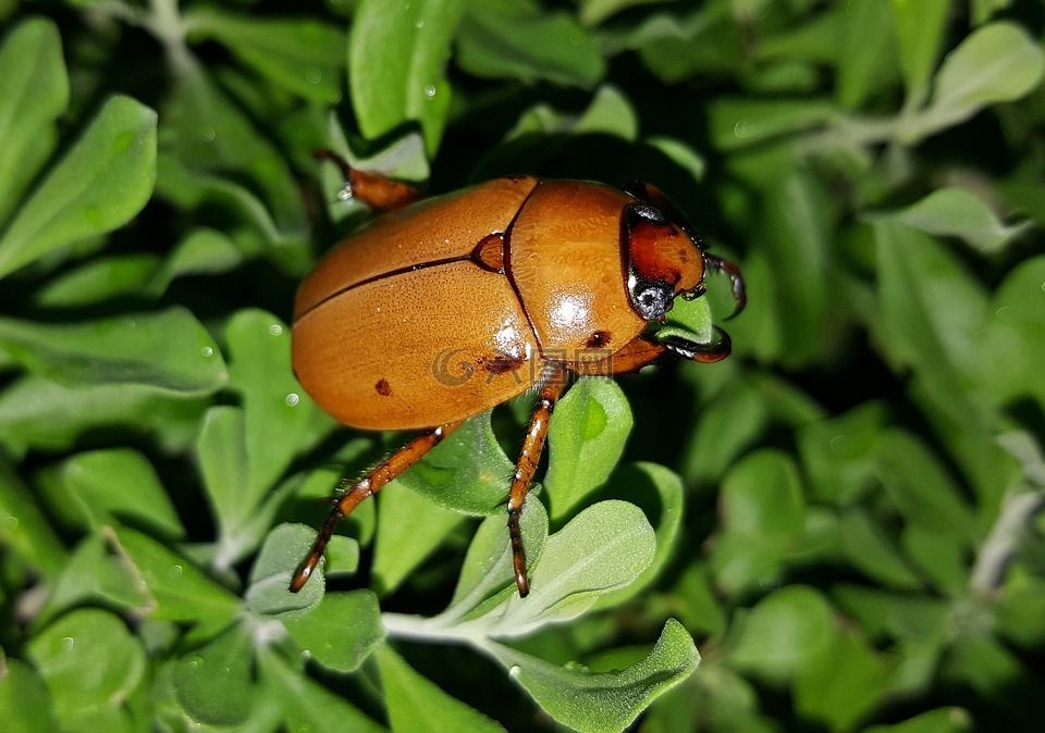 甲虫,小道消息甲虫,斑点的甲虫