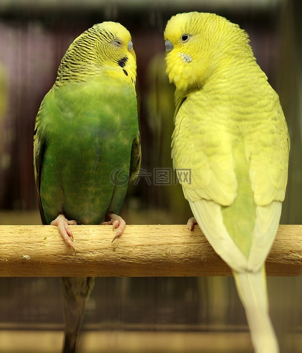 鹦鹉,爱情,绿色
