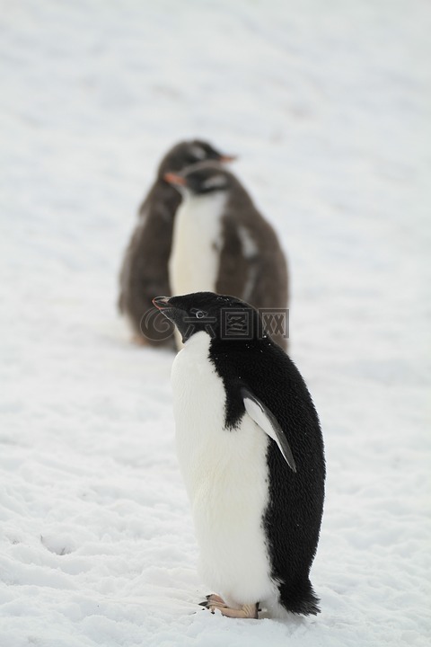 企鹅,南极洲,小动物
