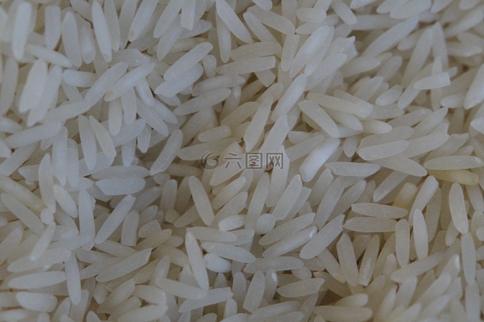 水稻,水稻籽粒,白