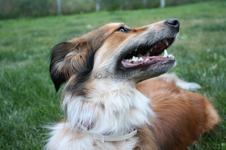 澳大利亚牧羊犬 边境牧羊犬 金毛寻回犬高清图库素材免费下载 图片编号 六图网