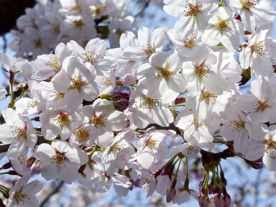 新光,樱花,树