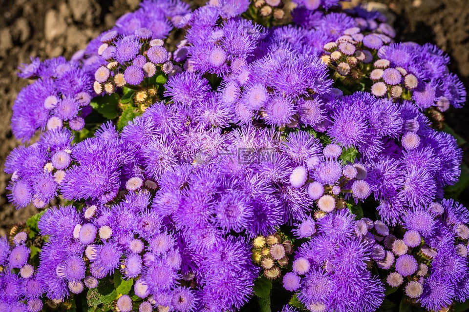 紫色,鲜花,开花
