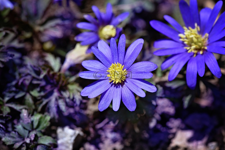 巴尔干 银莲花,蓝色,蓝色花