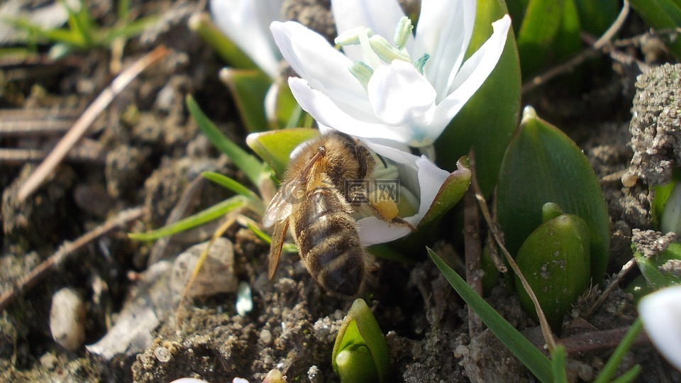 海葱,白色的花,蜜蜂