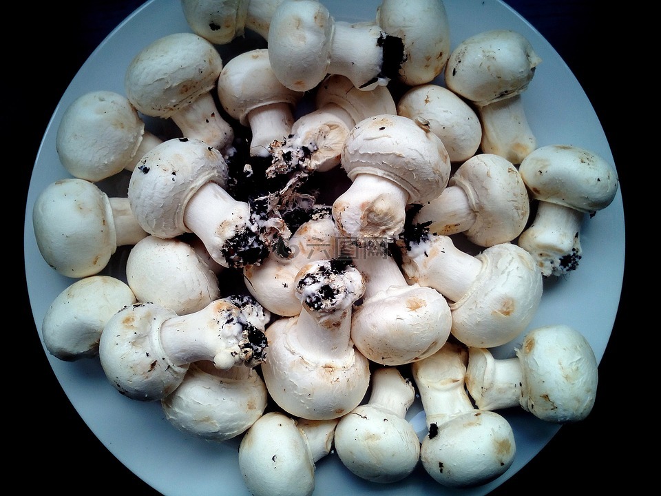 蘑菇,真菌,食品