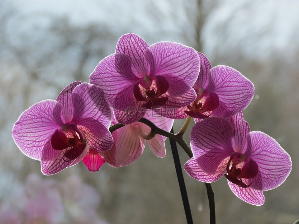 orchideae,室内植物,开花