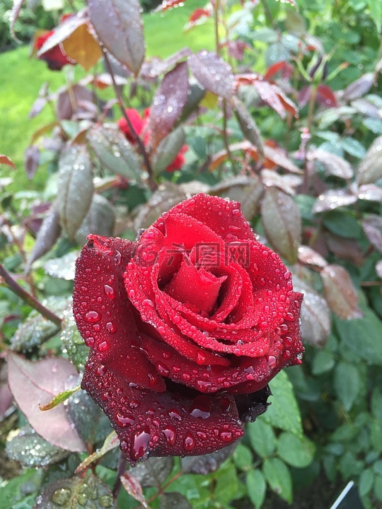 玫瑰,坦佩雷,hatanpää植物园