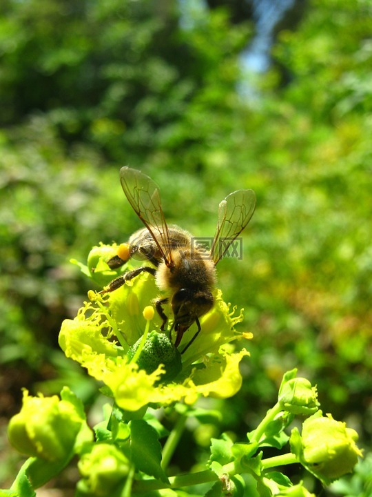 蜜蜂,花,授粉