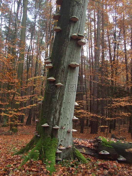 秋季,森林,树真菌