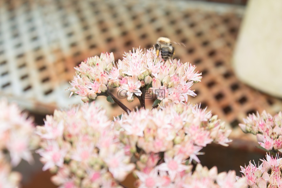 夏天,蜜蜂,蜜蜂授粉的花朵