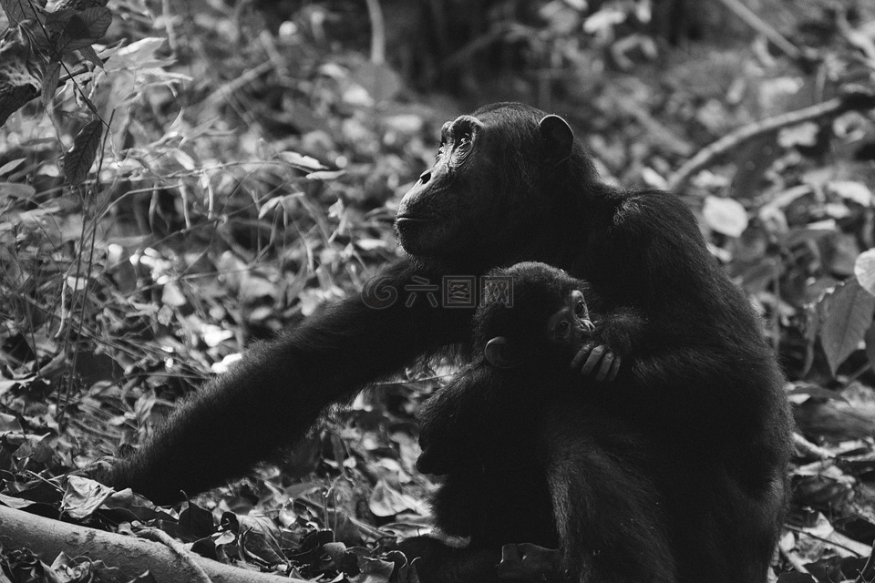动物摄影,动物,黑猩猩