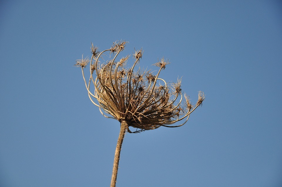 干,花,植物