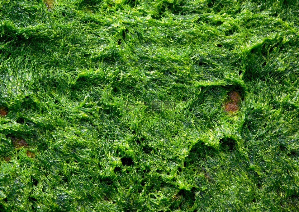海藻,藻类,植物