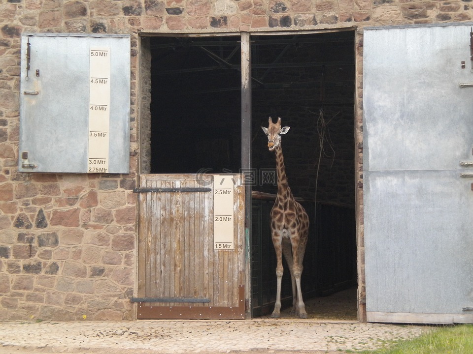 小长颈鹿,长颈鹿,动物园
