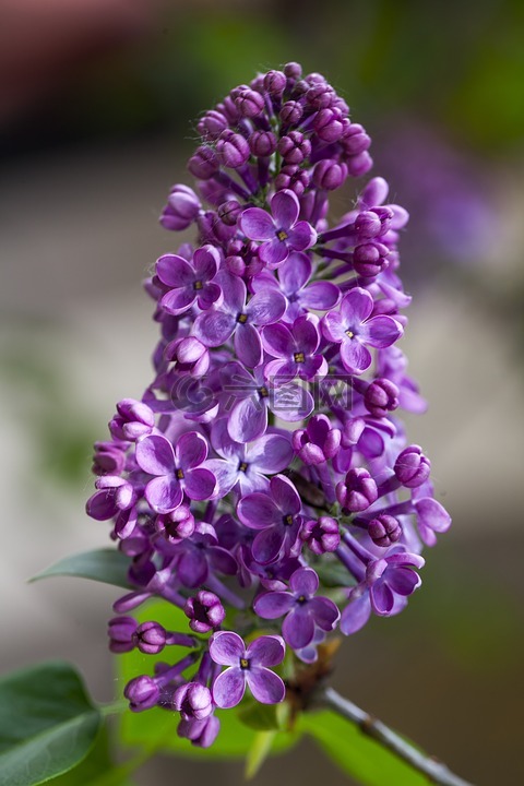 丁香花,紫色,花