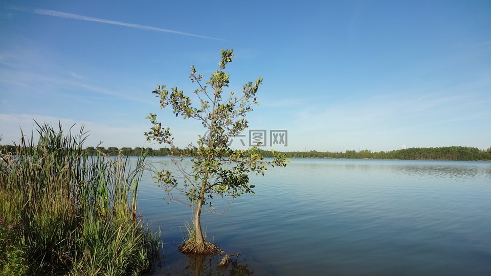 湖,树,水