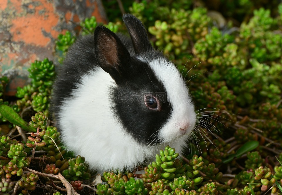 野兔,小兔子,可爱