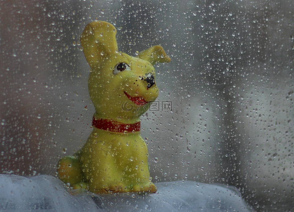 狗,玩具,雨