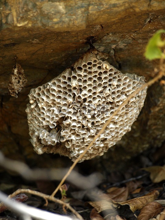 蜂箱,蜂窝,蜜蜂的巢