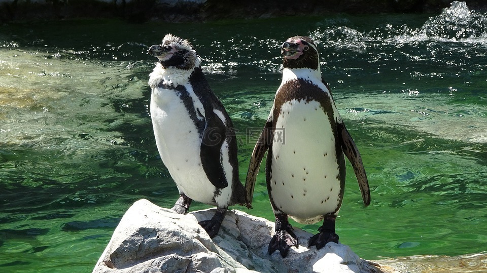 企鹅,美泉宫动物园,水