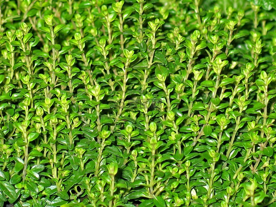 麝香草,草药,野生草药