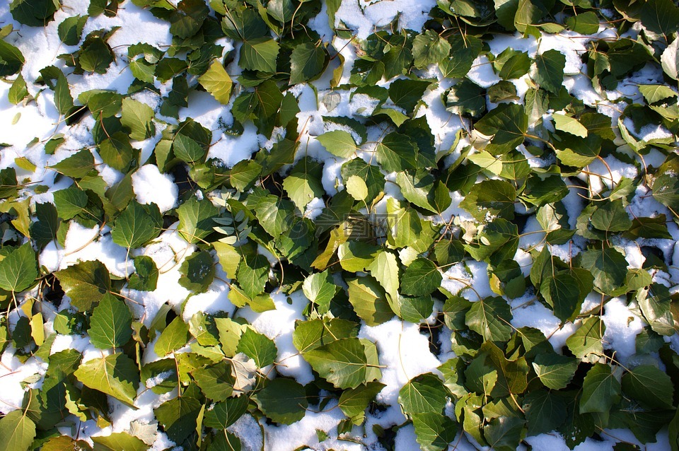 初雪,落叶,绿叶