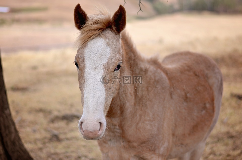 动物,马,萌宠