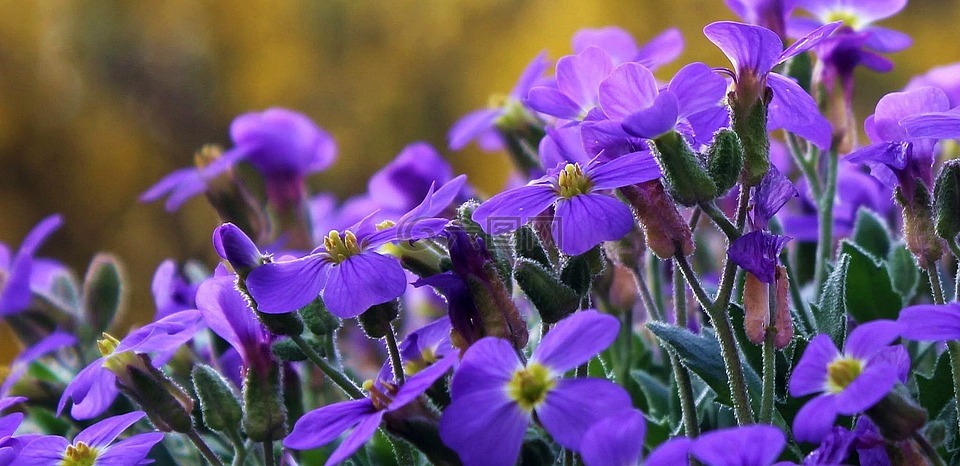 storchschnabel,花,紫色的小花