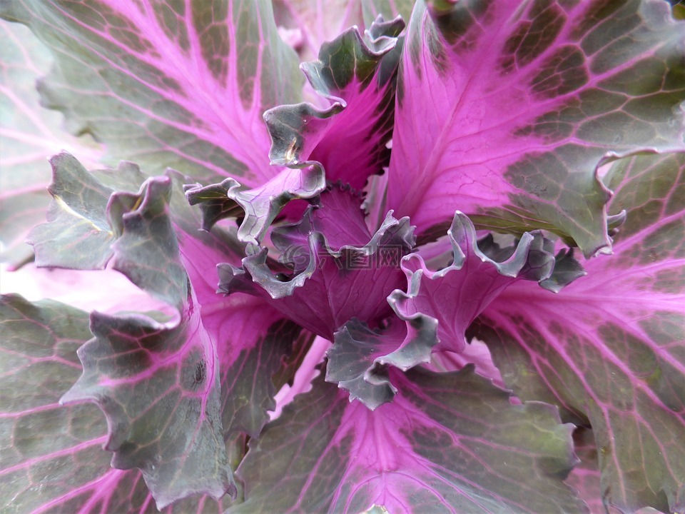 卷心菜,特写,紫色