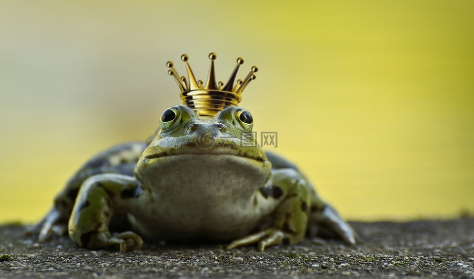 青蛙,青蛙王子,冠