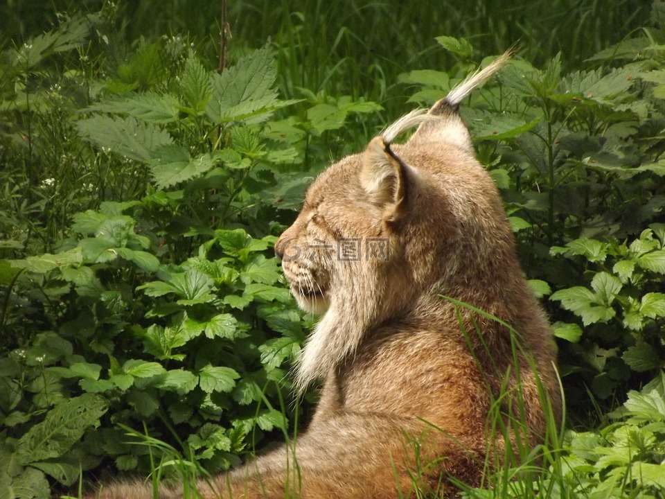 猞猁,猫,野猫