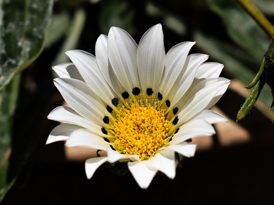 杂色菊,白,花