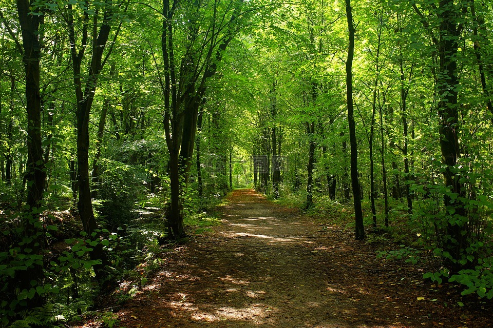 森林,树木,森林路径