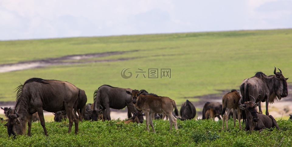 保护恩戈罗恩戈罗区,坦桑尼亚,wildebeeste