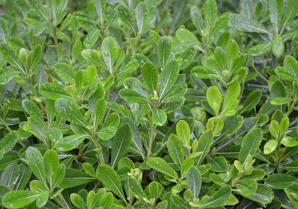 绿色的植物,叶,颜色为绿色