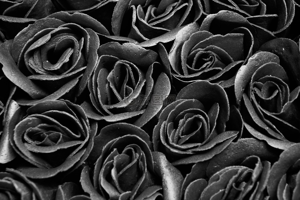 黑色和白色,玫瑰,鲜花