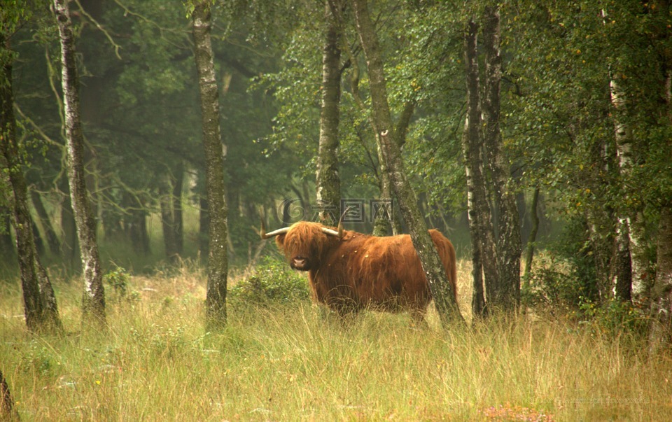 性质,苏格兰高地,牛