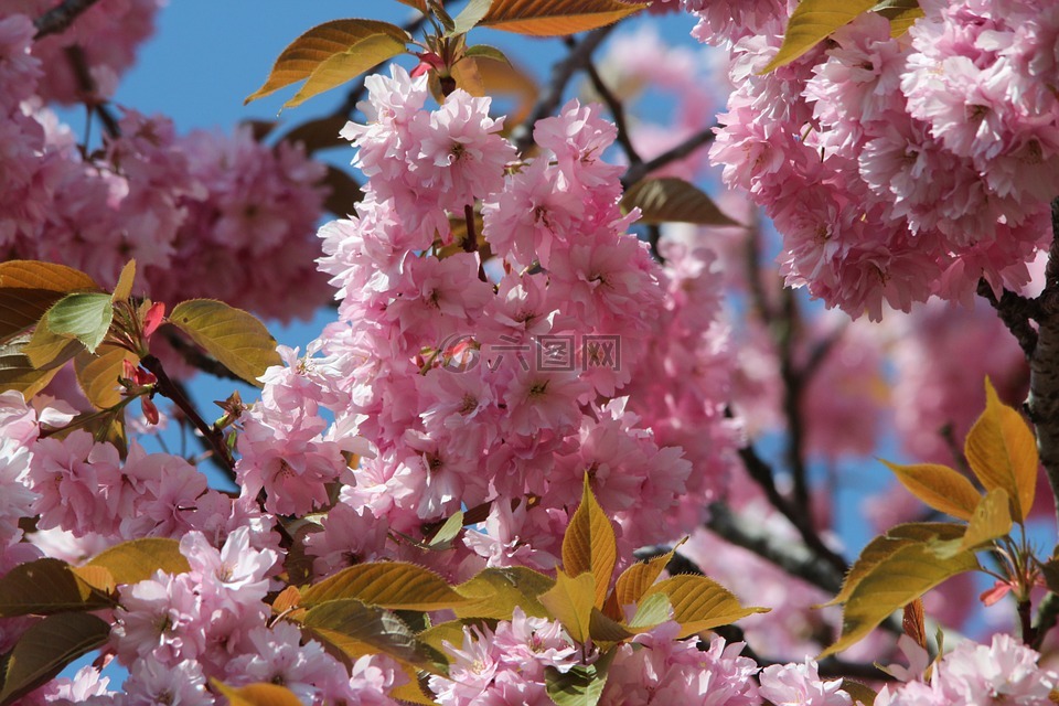 日本樱花,梅花石楠,观赏樱花